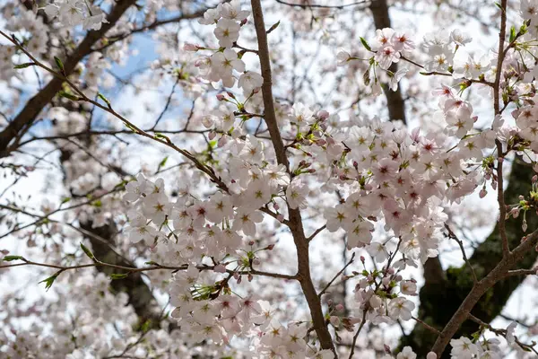 Kiraz çiçekleri, çiçek açan kiraz ağaçları yakın plan. Japonya 'da bahar, sakura ağacı çiçekleri