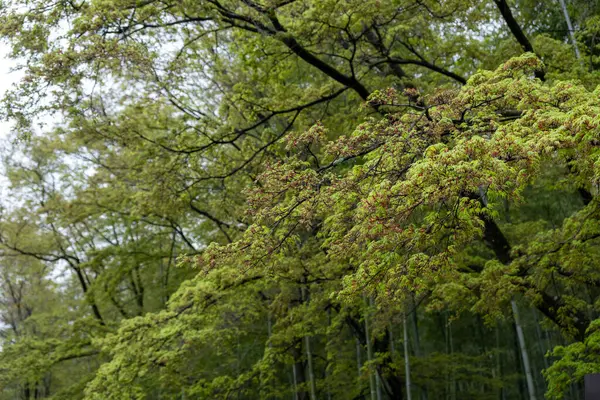 stock image Spring green leaves, Japanese garden trees. Maple Acer palmatum tree foliage and bamboo trunks, 