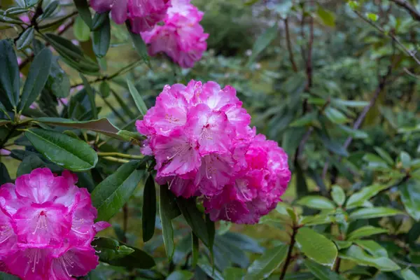 Çiçekli rhododendron arboreum çalılığı parlak pembe çiçekler ve yeşil yapraklar yakın plan, Japonya 'daki bahçe bitkisi