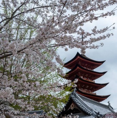 Japonya, İlkbaharda Miyajima Adası. Itsukushima 5 katlı Pagoda ve kiraz çiçekleri, bulutlu gökyüzü.