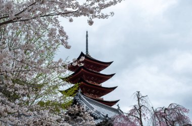 Japonya, İlkbaharda Miyajima Adası. Itsukushima 5 katlı Pagoda ve kiraz çiçekleri, bulutlu gökyüzü.