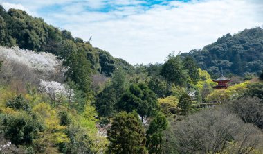 Japon tapınak bahçesi, çiçek açan kiraz ağaçları, mavi gökyüzü arka planı. Kiyomizu Dera Parkı, Kyoto Japonya 'da bahar sakura sezonu
