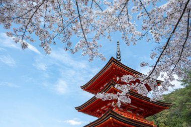 Japonya 'da Sakura çiçek mevsimi. Kyoto Kiyomizu Tapınağı 'nda Sanjunoto pagoda ve çiçek açan kiraz ağaçları