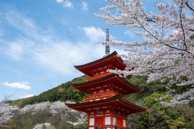 Japonya 'da Sakura çiçek mevsimi. Kyoto Kiyomizu Tapınağı 'nda Sanjunoto pagoda ve çiçek açan kiraz ağaçları
