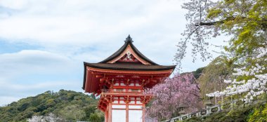 Geleneksel Japon tapınağı binası ve kiraz çiçekleri, mavi bulutlu gökyüzü. Japonya 'da bahar sakura sezonu