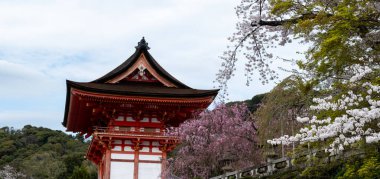 Geleneksel Japon tapınağı binası ve kiraz çiçekleri, mavi bulutlu gökyüzü. Japonya 'da bahar sakura sezonu