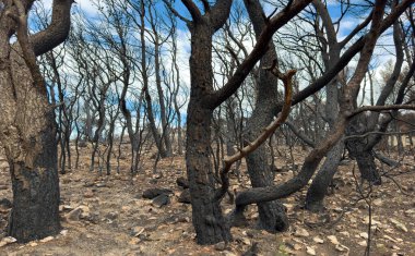 Orman yangını, yanmış ağaçlar, yanmış orman, orman üstüne orman yangını. Felaket!