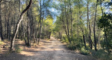 Çam ormanının yolu. Yeşil ağaçların arasındaki patika, mavi gökyüzü, güneşli gün