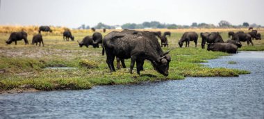 Afrika bufaloları, bufalo sürüsü Chobe Nehri 'nde Syncerus kafe, Botswana Afrika' da Ulusal Park..