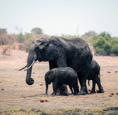 Afrika filleri ailesi. Botswana Afrika 'daki Chobe Ulusal Parkı' nda yürüyen büyük memeli ve çocuklar..