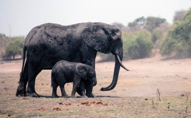Afrikalı fil anne ve çocuk Botswana Afrika 'daki Chobe Ulusal Parkı' nda yürüyorlar..