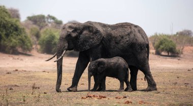 Afrikalı fil anne ve çocuk Botswana Afrika 'daki Chobe Ulusal Parkı' nda yürüyorlar..