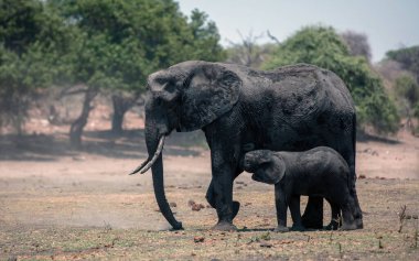 Afrika fili yavrusu annesinden emziriyor. Botswana Afrika 'daki Chobe Ulusal Parkı,