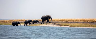 Sudan çıkan Afrika filleri ailesi, Chobe nehri Botsvana 'daki Ulusal Park, Panorama