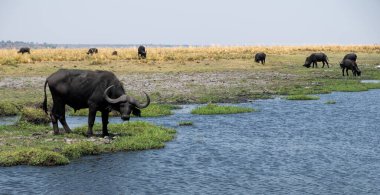 Afrika bufalosu, bufalo, Chobe Nehri 'nde Syncerus kafe Botswana Afrika' da Ulusal Park.