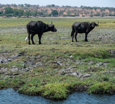 Afrika bufaloları, iki bufalo, Chobe nehrinde Syncerus kafe, Botswana Afrika 'da Ulusal Park.