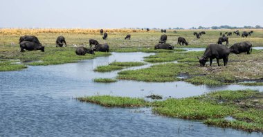 Afrika bufaloları, bufalo sürüsü Chobe Nehri 'nde Syncerus kafe, Botswana Afrika' da Ulusal Park..