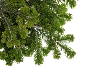 Noel ağacı beyaz üzerine izole edilmiş. Xmas ladini, yeşil köknar dalı, yakın çekim üst görünüm, 