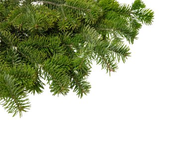 Noel ağacı beyaz üzerine izole edilmiş. Xmas ladini, yeşil köknar dalı, yakın çekim üst görünüm, 