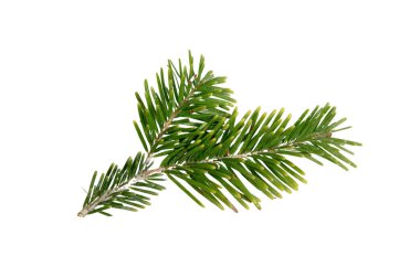 Christmas pine tree twig isolated on white, Xmas green fir spruce branch closeup view