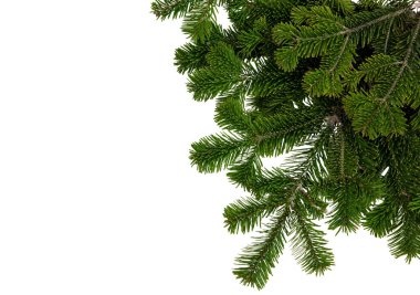 Noel ağacı beyaz üzerine izole edilmiş. Xmas ladini, yeşil köknar dalı, yakın çekim üst görünüm, 