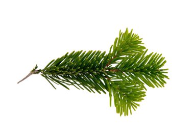 Noel çam ağacı dalı beyaz, Xmas yeşil köknar çam dalının yakın plan görüntüsü