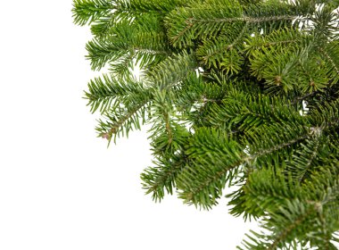 Noel ağacı beyaz üzerine izole edilmiş. Xmas ladini, yeşil köknar dalı, yakın çekim üst görünüm, 