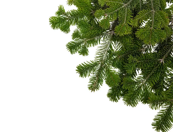 Noel ağacı beyaz üzerine izole edilmiş. Xmas ladini, yeşil köknar dalı, yakın çekim üst görünüm, 