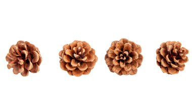 Çam kozalakları beyaz, doğal kahverengi kozalaklı kozalaklara yakın.