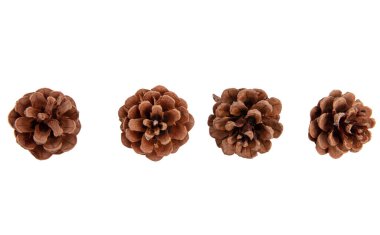 Çam kozalakları beyaz, doğal kahverengi kozalaklı kozalaklara yakın.