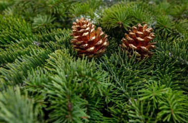 Noel ağacı dalları ve altın koniler, Xmas dekorasyonu yakın plan görünümü