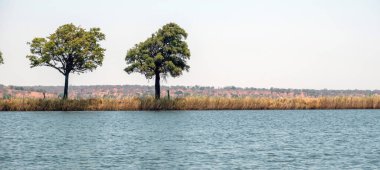 Chobe Ulusal Parkı, Botswana, Afrika. Nehir kıyısındaki uzun ağaçlar ve çalılar, güneşli bir gün. Afrika sulak arazisi