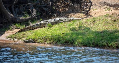 Chobe Ulusal Parkı 'ndaki nehir kıyısında dinlenen timsah, Botsvana, Afrika