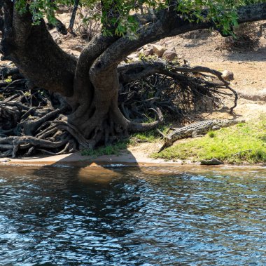 Chobe Ulusal Parkı 'ndaki nehir kıyısında dinlenen timsah, Botsvana, Afrika