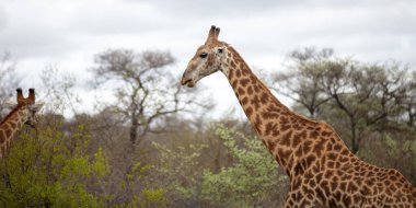 Afrika zürafası, safari hayvanı Botswana, Afrika 'daki Chobe Ulusal Parkı' ndaki bir ağaçtan yapraklar yiyor.