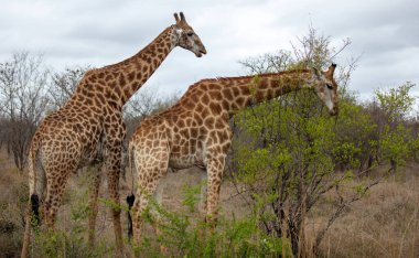 Afrika zürafaları, Botswana, Afrika 'daki Chobe Ulusal Parkı' nda otlayan uzun boyunlu safari hayvanları.