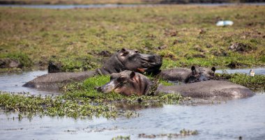 Suaygırı, suda dinlenen üç su aygırı, Chobe Nehri, Ulusal Park, Botswana, Afrika