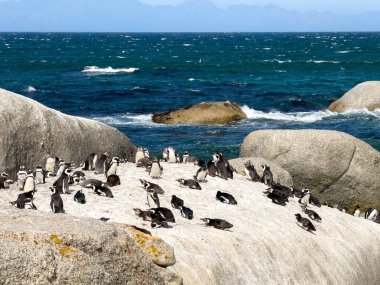 Afrika penguenleri, Spheniscus demersus, Güney Afrika 'daki Boulders plajında dinlenen Pelerin penguenleri olarak da bilinir.