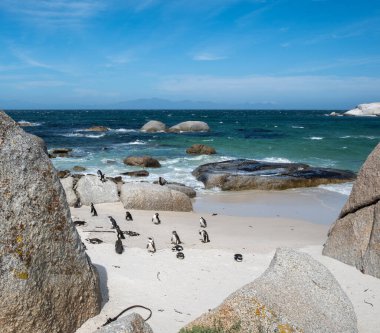 Afrika penguenleri, Spheniscus demersus, Güney Afrika 'daki Boulders plajında dinlenen Pelerin penguenleri olarak da bilinir.