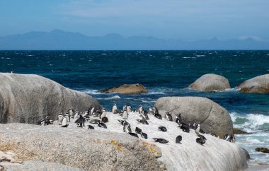 Afrika penguenleri, Spheniscus demersus, Güney Afrika 'daki Boulders plajında dinlenen Pelerin penguenleri olarak da bilinir.