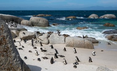 Afrika penguenleri, Spheniscus demersus, Güney Afrika 'daki Boulders plajında dinlenen Pelerin penguenleri olarak da bilinir.
