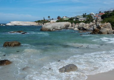 Afrika penguenleri, Spheniscus demersus, Güney Afrika 'daki Boulders plajında yüzen Pelerin penguenleri olarak da bilinir.