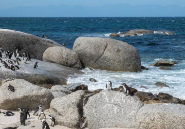Afrika penguenleri, Spheniscus demersus, Güney Afrika 'daki Boulders plajında dinlenen Pelerin penguenleri olarak da bilinir.