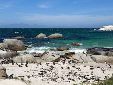 Güney Afrika 'daki Boulders plajı. Afrika penguenleri kolonisi, Spheniscus demersus, ayrıca Pelerin penguenleri olarak da bilinir.