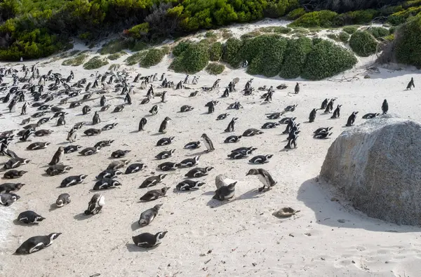 Afrika penguenleri, Spheniscus demersus, Güney Afrika 'daki Boulders plajında dinlenen Pelerin penguenleri olarak da bilinir.