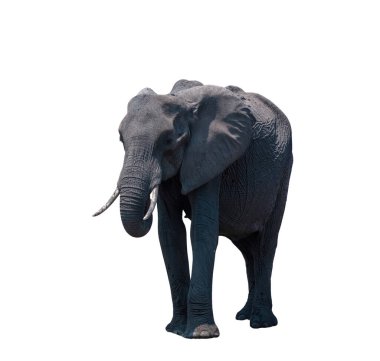 African elephant isolated on white, huge big five safari animal  clipart