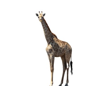 Zürafa Afrika 'daki ulusal parktaki beyaz, uzun boyunlu safari hayvanında izole edilmiş.