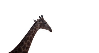 Zürafa Afrika 'daki milli parktaki beyaz, uzun boyunlu safari hayvanına izole edilmiş.