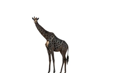 Zürafa Afrika 'daki ulusal parktaki beyaz, uzun boyunlu safari hayvanında izole edilmiş.