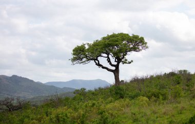 Afrika savanasındaki Akasya ağacı, bulutlu gökyüzü. Vachellia Tortilis, Hluhluwe Parkı, Güney Afrika
